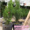 曼地亞紅豆杉樹苗直銷紅豆杉苗庭院盆栽地栽曼地亞紅豆杉樹苗批發