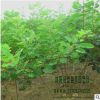 苗圃直銷批發黃櫨樹苗 綠化工程苗 行道樹 規格品種齊全