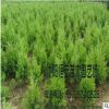 大量供應批發塔松 塔柏綠化 量大價格可優惠 品種規格齊全