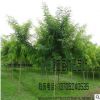 苗圃直銷國槐、金葉國槐樹苗 速生綠化工程國槐苗1-9公分 規格