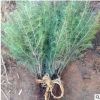 雪松苗木 名貴風景樹 四季常青雪松苗 園林綠化苗木