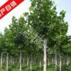 法國梧桐樹法桐樹葉綠化苗木法桐樹苗小苗法桐苗