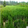 批發(fā)供應北京檜柏 綠籬北京檜柏 刺松刺柏 園林觀賞品種齊全