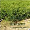 供應批發(fā)北京檜柏 園林觀賞 綠籬北京檜柏 刺松刺柏 品種齊全