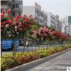 樹狀月季花樹形月季批發(fā)品種月季高檔樹樁當年開花庭院盆栽綠化