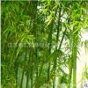 批發庭院綠化竹子 竹子苗 金鑲玉竹 紫竹 青竹 量大優惠