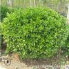 基地直銷熱賣批發(fā)小葉黃楊 瓜子黃楊 大葉黃楊 黃楊球 獨桿黃楊樹