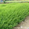 小葉女貞苗批發(fā) 工程綠化苗木市政園林小葉女貞球行道綠化