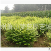 大量批發綠化黑松樹 馬尾松 落葉喬木園林工程黑松基地