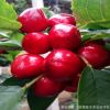 果樹苗木繁育基地出售各種規(guī)格的大櫻桃樹苗 遼寧大連櫻桃樹苗