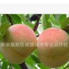 桃苗批發(fā) 優(yōu)質(zhì)桃樹苗新品種 春雪、突圍 中華壽桃 映霜紅 品種多