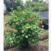 直銷供應大紅花園林綠化苗木 精選大紅花批發(fā)