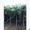 基地供應長葉榕 萬盛花木場綠化苗木長葉榕批發