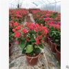 供應三角梅室內室外盆栽 爬藤花卉攀援植物大苗花卉綠植盆栽