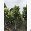 基地直銷富貴榕 大量批發 園林景觀工程供應 規格齊全