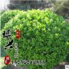 批發(fā)優(yōu)質(zhì)瓜子黃楊球 工程綠化瓜子小黃楊 大葉黃楊出售規(guī)格齊全