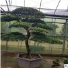 專業(yè)供應(yīng)優(yōu)美手工盆景造型樹(shù)黑松造型 庭院別野工程綠化量大優(yōu)惠