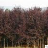 紅葉李 紅葉李小苗 彩色樹苗 風景綠化苗木直銷