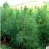 濕地松樹苗 綠化工程苗木規格齊全