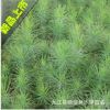 批發正宗馬尾松小苗 馬尾松樹苗 吸毒殺菌 工程綠化園林