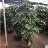 三桿五桿單桿發(fā)財(cái)樹盆栽大型綠植室內(nèi)客廳辦公室開業(yè)喬遷綠化植物