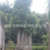 全冠精品小葉榕 大型樁頭榕樹景觀樹造型榕樹 工程綠化花園小葉榕