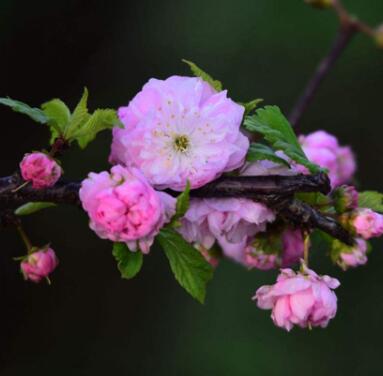 麥李花能開滿樹,滿樹燦爛,盆栽和庭院都甚為美麗!