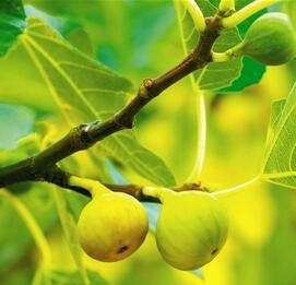 無花果:樹上結(jié)的糖包子