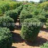 苗圃基地直銷龜甲冬青球 柱 規格齊全 冠幅80-150cm