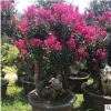 精品天鵝紫薇古樁樁頭樁景老樁野生古樹盆景百年老樹別墅景觀樹