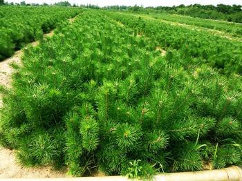 供應50厘米黑松苗60厘米黑松苗70厘米黑松苗80厘米黑松苗