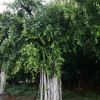 造型小葉榕叢林小葉榕別墅行道樹景觀用樁頭小葉榕 漳州產地直銷