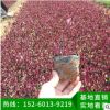 紅貴妃地被苗 綠化苗木、基地直銷、品種多樣 紅貴妃樹苗