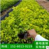 福建黃金葉小苗批發銷售，黃芯梅小苗基地直銷，黃金葉批發