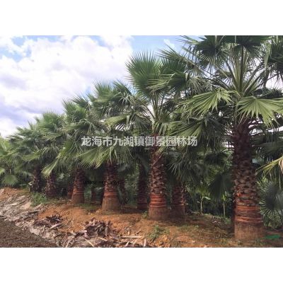 1.5米布迪椰子價格 2.5米布迪椰子價格 4米布迪椰子價格