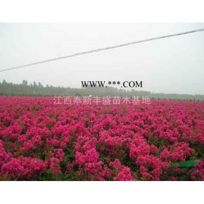 基地直銷15公分廣玉蘭價格多少錢一棵？12公分廣玉蘭市場行情