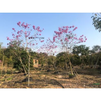 福建造型羅漢松樁景價格 羅漢松樹樁基地 羅漢松樁頭批發(fā)