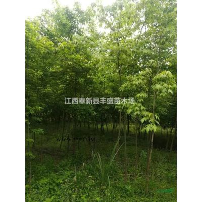 香泡價格12公分15公分18公分20公分移栽香泡樹報價