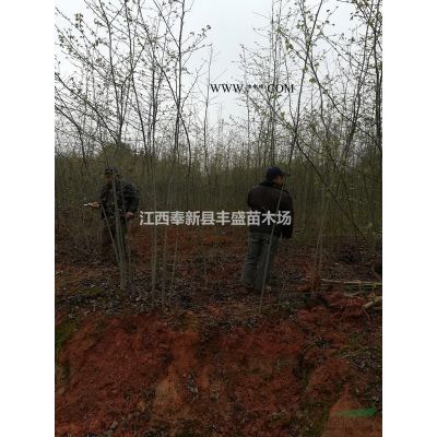 供應8公分紅葉石楠、10公分紅葉石楠價格、12公分紅葉石楠