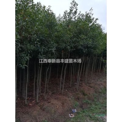 直銷3公分4公分5公分6公分7公分8公分9公分10公分羅漢松