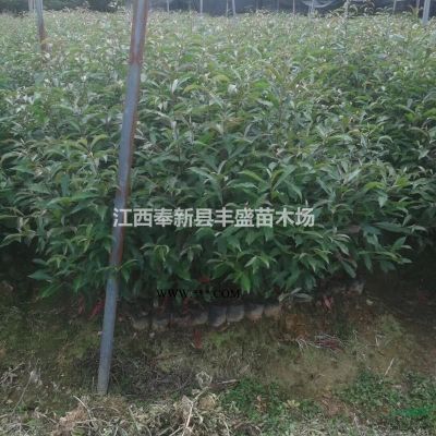 樂昌含笑產地直銷3公分，4公分，5公分樂昌含笑價格