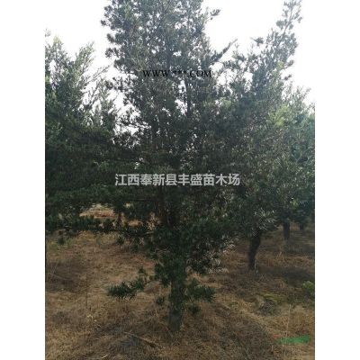 12公分濕地松價格便宜、11公分欒樹價格多少、江西欒樹基地