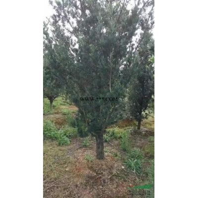 紫薇價格、8-10公分紫薇產地價格、江西紫薇價格多少錢