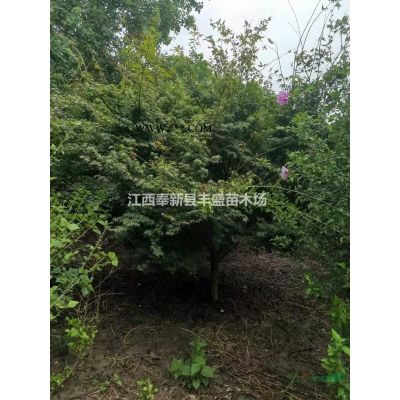 今年8公分紅楓價格、10公分紅楓價格、12公分紅楓價格