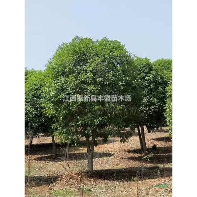 10-20公分馬褂木江西報價哪里準確？馬褂木多少錢