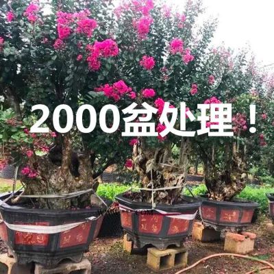 20公分、30公分、40公分、50公分紫薇古樁價格