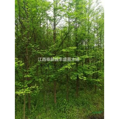 3-10公分烏桕價格表