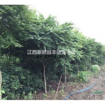 江西重陽木、2-15公分重陽木供應、重陽木*新價格