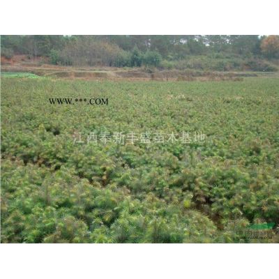 楓香杯苗 楓香容器杯苗 楓香袋苗價格-江西宜春報價賣多少錢