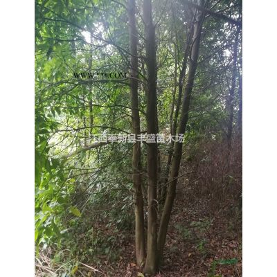 10公分櫻花樹報價_江西櫻花價格表、2020櫻花樹多少錢一棵